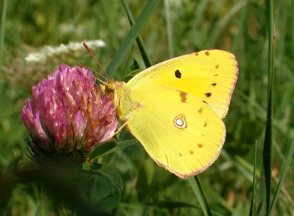 Leptir - Ravničarski žutać - Colias hyale 